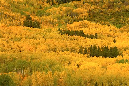 simsearch:600-00062624,k - Aerial View of Forest in Autumn Yukon Territories, Canada Stock Photo - Premium Royalty-Free, Code: 600-00052917