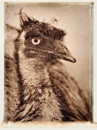 simsearch:600-00865387,k - Close-Up of Emu Queensland, Australia Stock Photo - Premium Royalty-Free, Code: 600-00053126