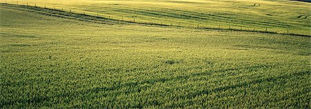 Barley Field, Crossfield, Alberta, Canada Stock Photo - Premium Royalty-Free, Code: 600-00067244