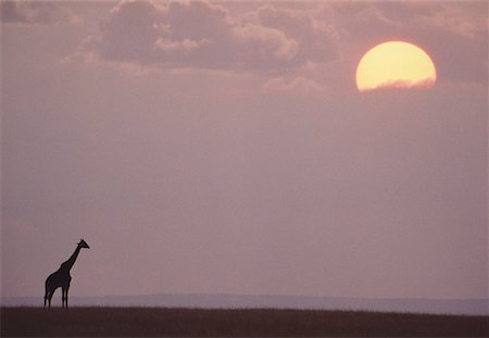 simsearch:700-00022194,k - Masai Giraffe at Sunset, Maasai Mara Game Reserve, Kenya, Africa Foto de stock - Sin royalties Premium, Código: 600-00067280