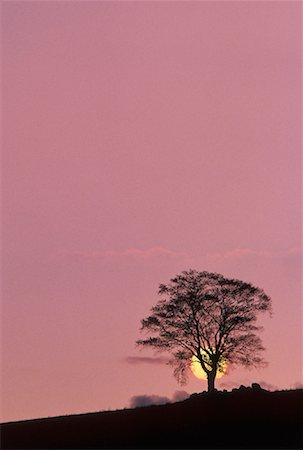 simsearch:700-00022194,k - Silhouette of Tree at Sunset, New Brunswick, Canada Foto de stock - Sin royalties Premium, Código: 600-00067282