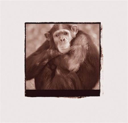 simsearch:700-00035311,k - Portrait de chimpanzé avec bras croisés Photographie de stock - Premium Libres de Droits, Code: 600-00067760