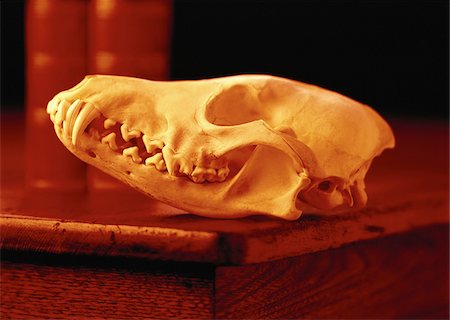 Animal Skull on Corner of Desk Stock Photo - Premium Royalty-Free, Code: 600-00060549