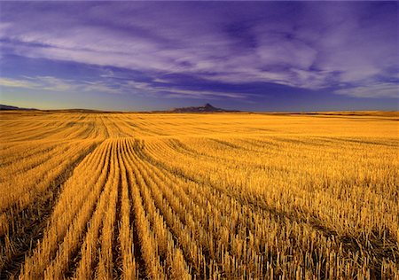 simsearch:600-00013556,k - Overview of Harvested Field, Southern Alberta, Canada Stock Photo - Premium Royalty-Free, Code: 600-00061092