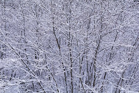 Snow Covered Trees, Algonquin Provincial Park, Ontario, Canada Stock Photo - Premium Royalty-Free, Code: 600-00076791