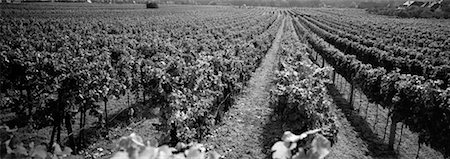 Vineyard, Wachau, Austria Stock Photo - Premium Royalty-Free, Code: 600-00076991