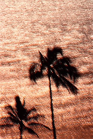 Palm Trees & Ocean, Hawaii, USA Stock Photo - Premium Royalty-Free, Code: 600-00174169