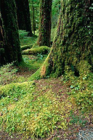 simsearch:600-00171088,k - Soleduck Valley Rainforest, Olympic National Park, Washington, USA Stock Photo - Premium Royalty-Free, Code: 600-00174182