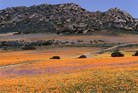 simsearch:600-00172467,k - Flowers, Namaqualand, South Africa Stock Photo - Premium Royalty-Free, Code: 600-00174490