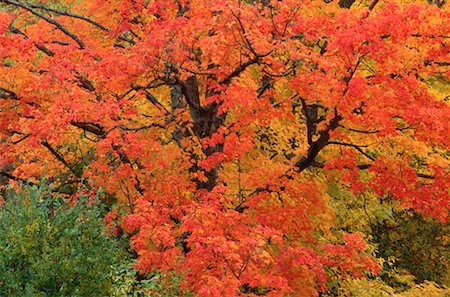 simsearch:600-00173997,k - Tree in Fall, near Kingston, New Brunswick, Canada Foto de stock - Sin royalties Premium, Código: 600-00174504