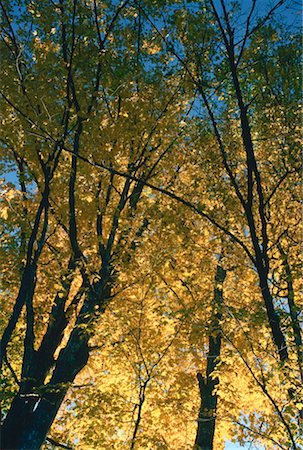 simsearch:600-00173997,k - Maple Trees, near Kingston, New Brunswick, Canada Foto de stock - Sin royalties Premium, Código: 600-00174507