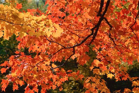 simsearch:600-00173997,k - Fall Leaves on Tree, Pollett River, New Brunswick, Canada Foto de stock - Sin royalties Premium, Código: 600-00174501