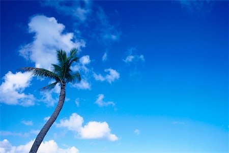 simsearch:600-02886000,k - Palm Tree Against Blue Sky Stock Photo - Premium Royalty-Free, Code: 600-00174946