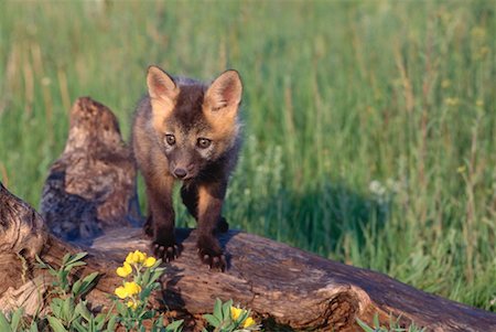 Young Red Fox, Alberta, Canada Stock Photo - Premium Royalty-Free, Code: 600-00175049