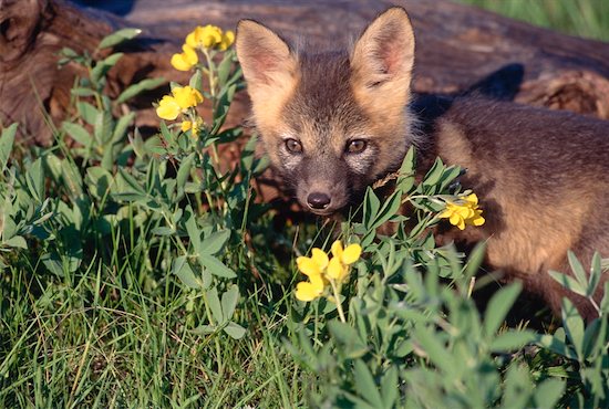 red fox eyes. Young Red Fox, Alberta, Canada