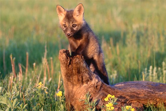 red fox animal. Young Red Fox, Alberta, Canada