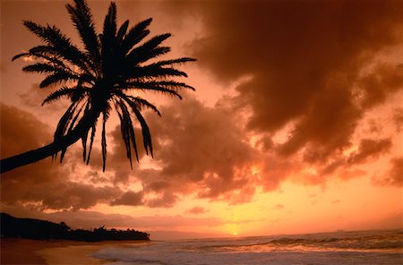 simsearch:600-00176667,k - Palm Tree at Sunset, Oahu, Hawaii, USA Stock Photo - Premium Royalty-Free, Code: 600-00176647