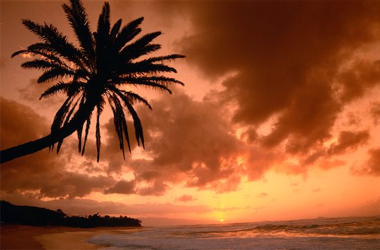 sunset on beach with palm trees. each sunset tree beach