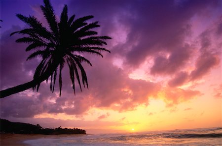 simsearch:600-00176667,k - Palm Tree at Sunset, Oahu, Hawaii, USA Stock Photo - Premium Royalty-Free, Code: 600-00176648