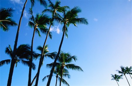 simsearch:600-00176667,k - Palm Trees, Honolulu, Hawaii, USA Stock Photo - Premium Royalty-Free, Code: 600-00176651