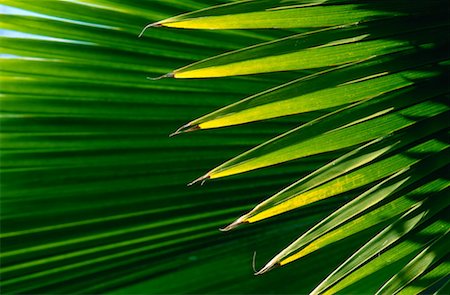 simsearch:600-00176667,k - Palm Leaves, Hawaii, USA Stock Photo - Premium Royalty-Free, Code: 600-00176667