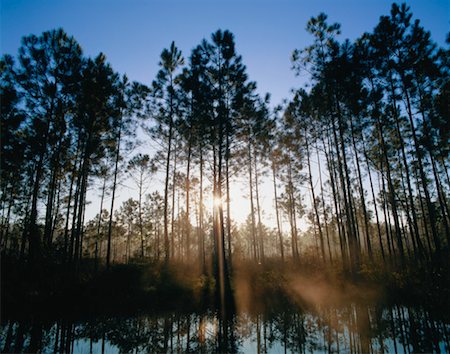 Pine Trees, Appalachicola National Forest, Florida, USA Stock Photo - Premium Royalty-Free, Code: 600-00170936
