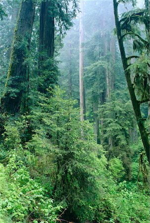 simsearch:600-00171088,k - Redwood Forest, Redwood National Park, California, USA Stock Photo - Premium Royalty-Free, Code: 600-00170972