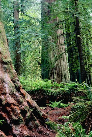 simsearch:600-00171088,k - Redwood Forest, Redwood National Park, California, USA Stock Photo - Premium Royalty-Free, Code: 600-00170973