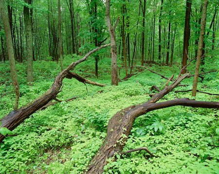 simsearch:600-00171088,k - Bronte Creek Provincial Park, Burlington, Ontario, Canada Stock Photo - Premium Royalty-Free, Code: 600-00171055