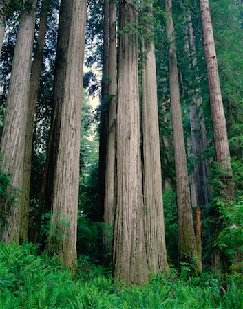 simsearch:600-00171088,k - Redwood Forest, Jedidiah Smith State Park, California, USA Stock Photo - Premium Royalty-Free, Code: 600-00171061