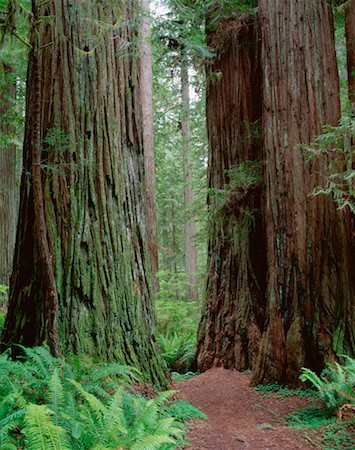 simsearch:600-00171088,k - Redwood Forest, Jedidiah Smith State Park, California, USA Stock Photo - Premium Royalty-Free, Code: 600-00171063