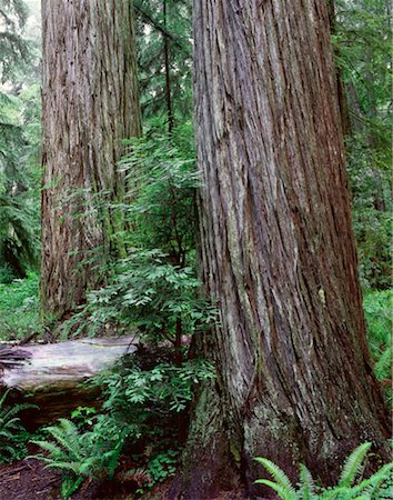 simsearch:600-00171088,k - Redwood Forest, Jedidiah Smith State Park, California, USA Stock Photo - Premium Royalty-Free, Code: 600-00171073