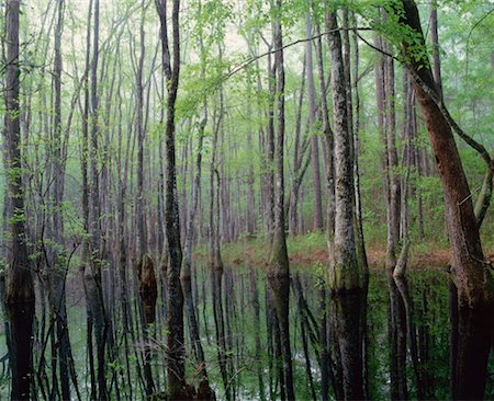 Gum Swamp, Apalachicola National Forest, Florida, USA Stock Photo - Premium Royalty-Free, Code: 600-00171088