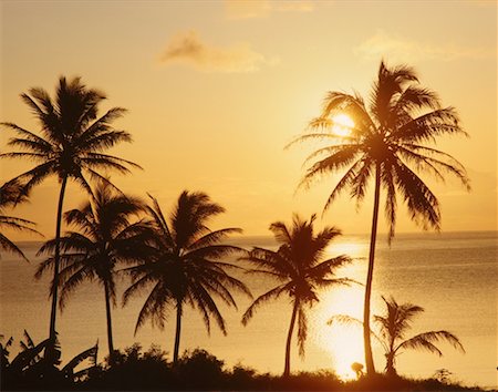 simsearch:600-03290198,k - Coucher de soleil sur les palmiers, Oahu, Hawaii, USA Photographie de stock - Premium Libres de Droits, Code: 600-00172202