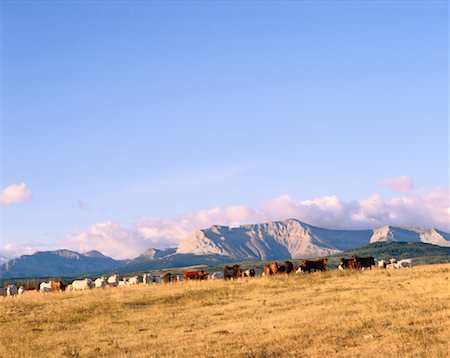 foothill ranch ab - Cows Grazing, Clark Range/ Foothills, Alberta, Canada Stock Photo - Premium Royalty-Free, Code: 600-00172229