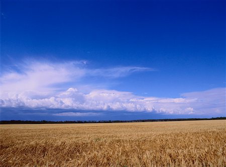 Wheat Field, Manitoba, Canada Stock Photo - Premium Royalty-Free, Code: 600-00172239