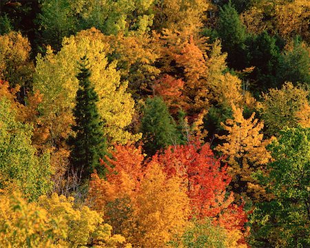 simsearch:600-00062624,k - Autumn Colours, Gatineau Park, Quebec, Canada Stock Photo - Premium Royalty-Free, Code: 600-00172232
