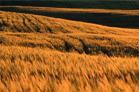 simsearch:600-00013556,k - Barley Field at Sunset, Alberta, Canada Stock Photo - Premium Royalty-Free, Code: 600-00172317