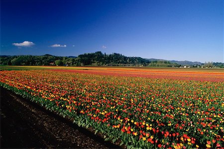 simsearch:600-03484615,k - Tulip Fields, Mossy Rock, Washington State, USA Foto de stock - Sin royalties Premium, Código: 600-00172357