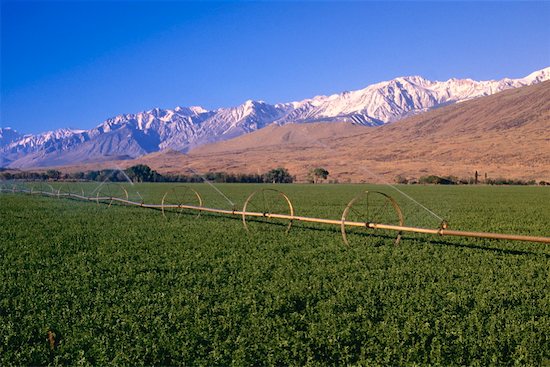 Orchards In California. alfalfa california mountains