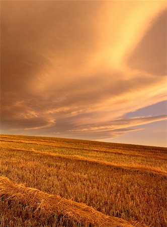 simsearch:600-00013556,k - Swathed Field at Sunset near Pincher Creek, Alberta, Canada Stock Photo - Premium Royalty-Free, Code: 600-00172665