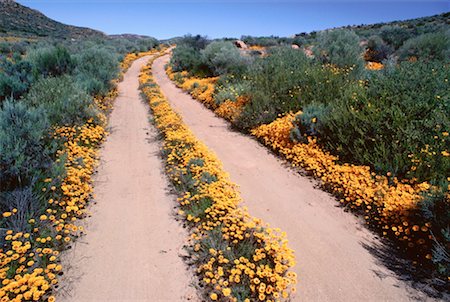 simsearch:600-00172467,k - Farm Road Through Flowers, Namaqualand, South Africa Stock Photo - Premium Royalty-Free, Code: 600-00173630