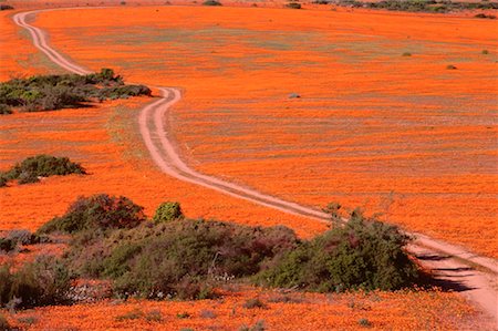 simsearch:600-00172467,k - Road Through Wildflowers, Namaqualand, South Africa Stock Photo - Premium Royalty-Free, Code: 600-00173631