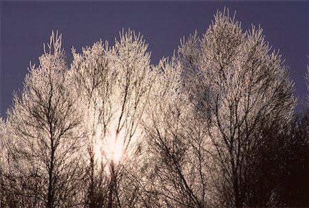 simsearch:700-00182848,k - Sun Backlighting Frost on Trees, Shamper's Bluff, New Brunswick, Canada Stock Photo - Premium Royalty-Free, Code: 600-00173659