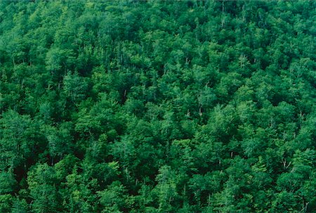 simsearch:600-00173997,k - Trees Along the Cabot Trail, Nova Scotia, Canada Foto de stock - Sin royalties Premium, Código: 600-00173652