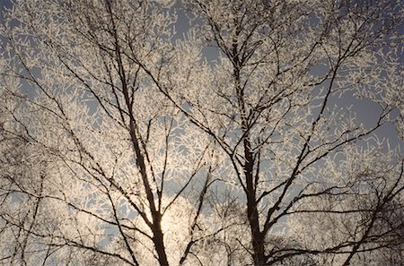 simsearch:700-00182848,k - Backlighted Hoar Frost on Birch Trees, Shamper's Bluff, New Brunswick, Canada Stock Photo - Premium Royalty-Free, Code: 600-00173677