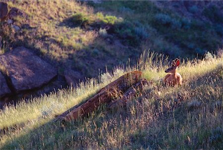 Deer Grazing, Alberta, Canada Stock Photo - Premium Royalty-Free, Code: 600-00173802