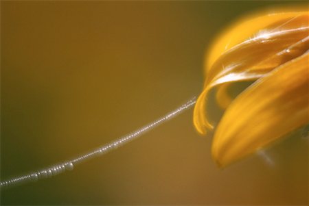 Spider's Wed on Rudbeckia Flower Stock Photo - Premium Royalty-Free, Code: 600-00173829