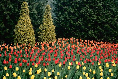 peter griffith - Tulips, Cullen Gardens, Whitby, Ontario, Canada Stock Photo - Premium Royalty-Free, Code: 600-00173958