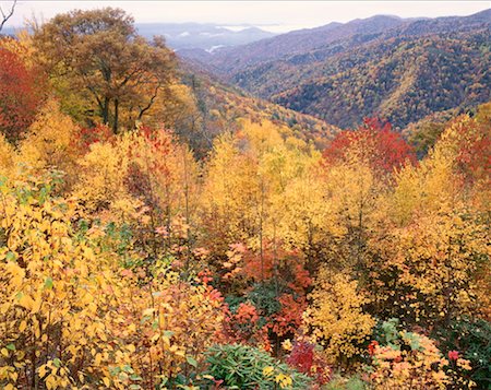 simsearch:600-00171088,k - Trees in Great Smoky Mountains Nat. Park, Tennessee, USA Stock Photo - Premium Royalty-Free, Code: 600-00173986